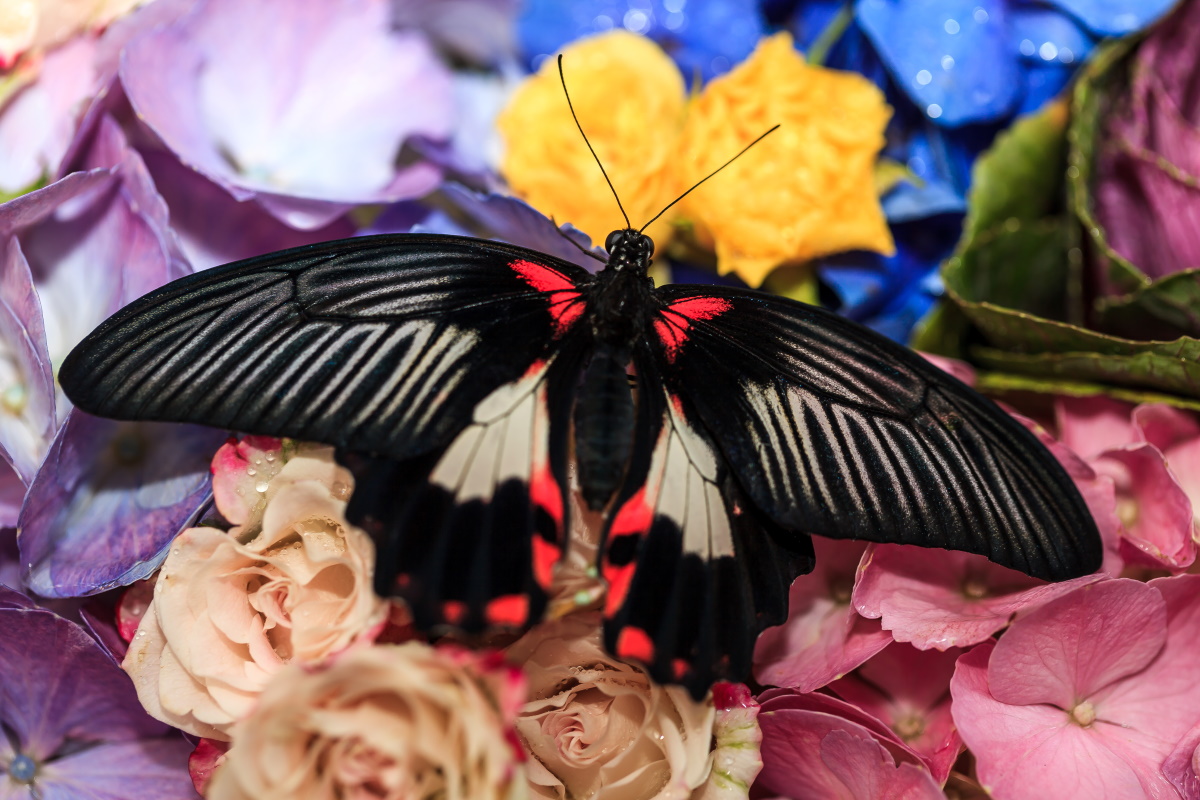 Papillon Butterfly Garden