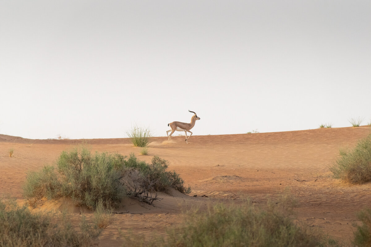Antilope dans un paysage du désert à Dubai