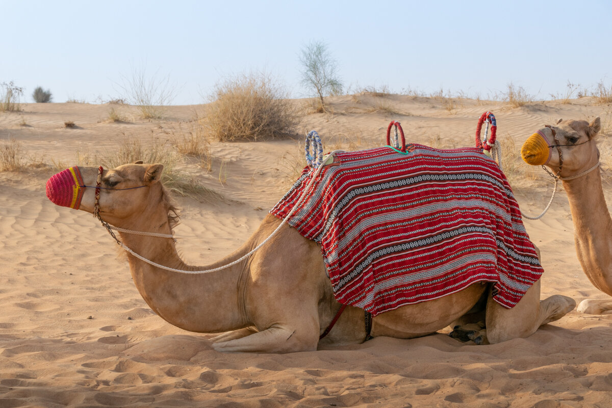 Chameau dans une excursion dans le désert à Dubai