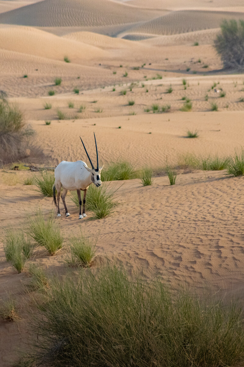 Oryx dans le désert à Dubai