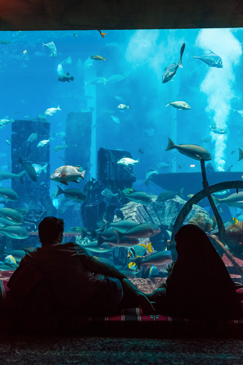 Dans l'aquarium du Dubai Mall