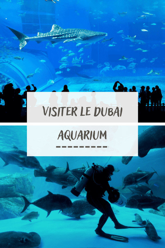 Dubai aquarium pinterest