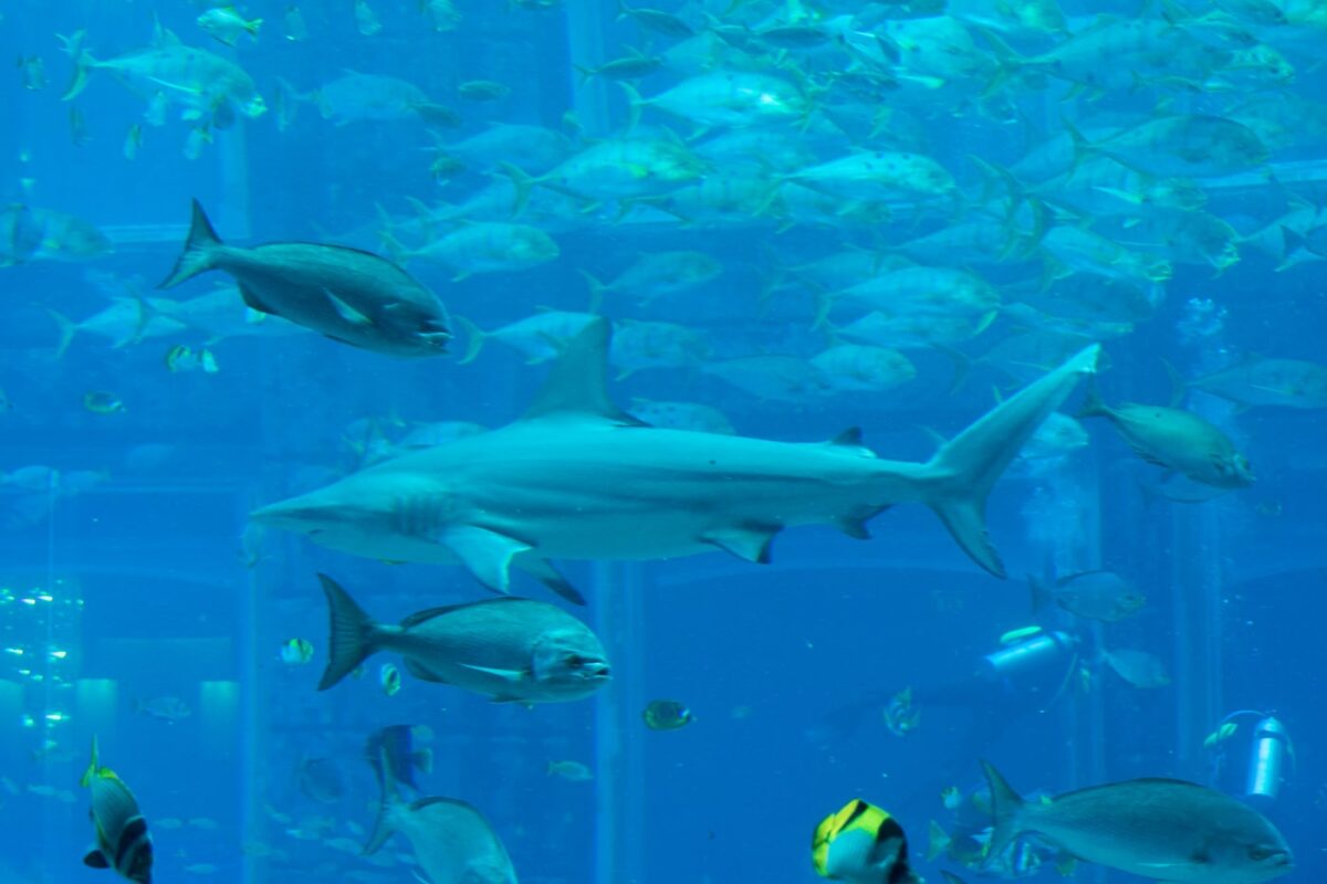 Aquarium de l'Atlantis Aquaventure Dubai