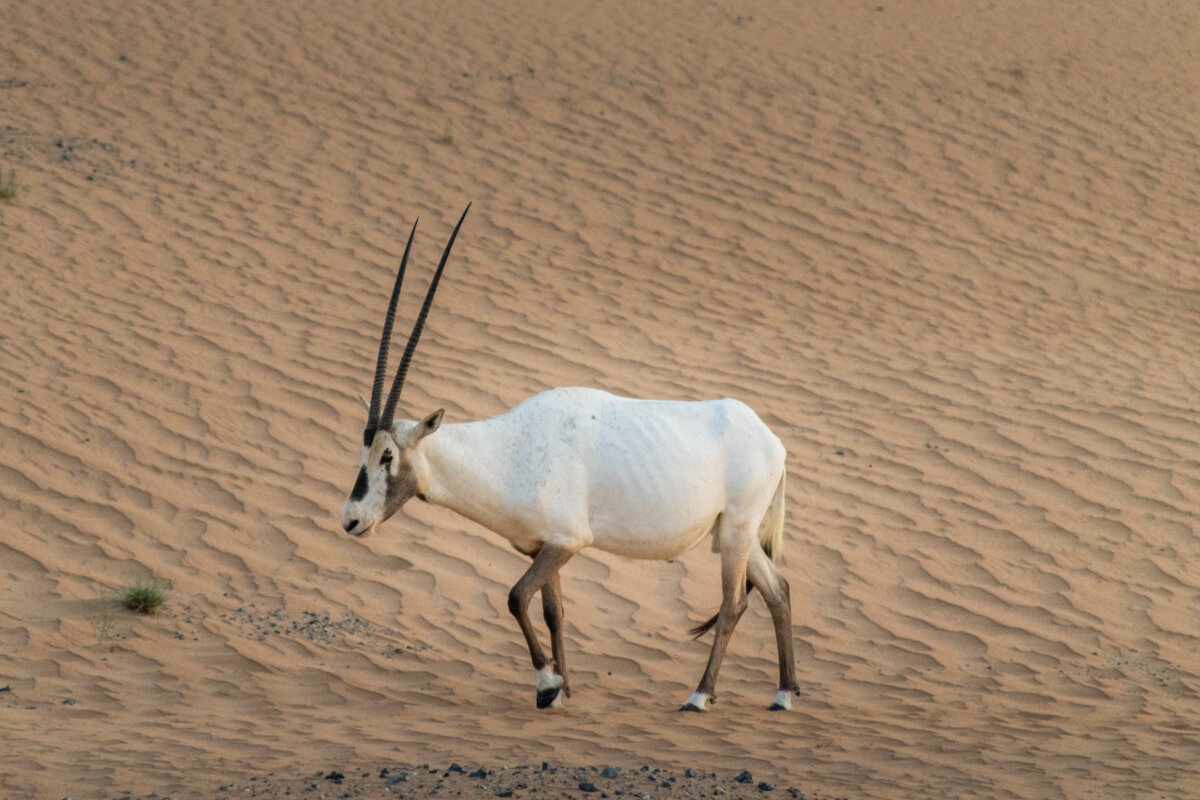 Antilope dans le désert à Dubai