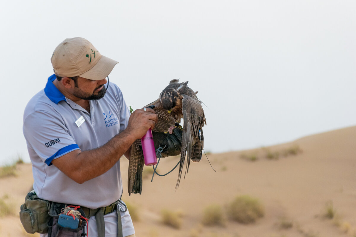 Fauconnerie pendant l'excursion désert à Dubai