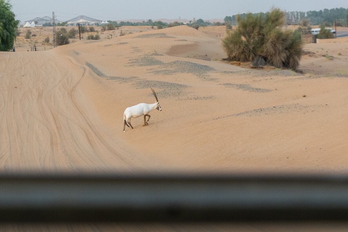 Oryx sur une piste durant une excursion dans le désert de Dubai