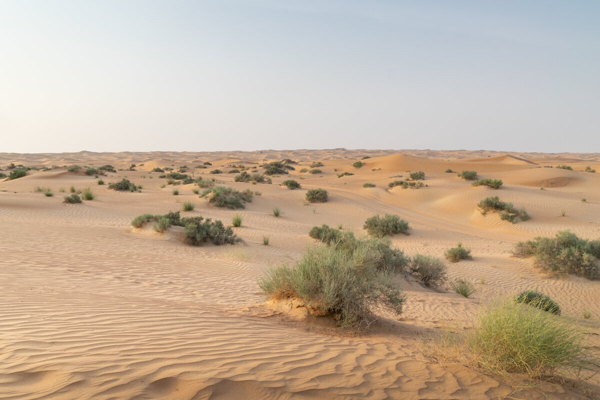 Paysage dans le désert de Dubai