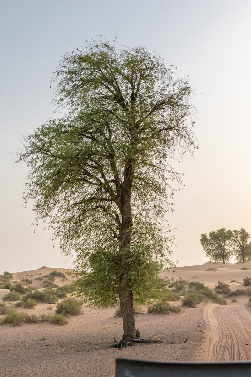 Végétation du désert à Dubai