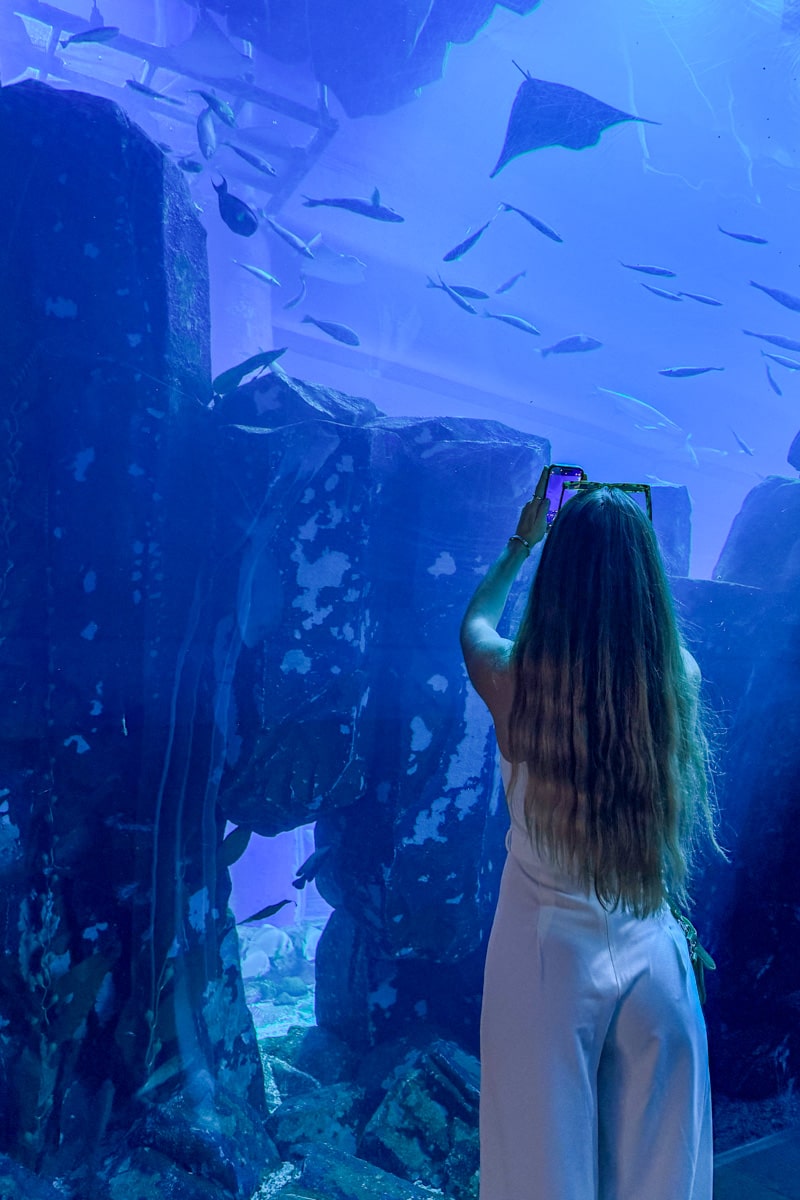 personne de dos dans l'aquarium de Dubai